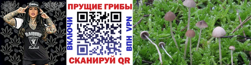 Псилоцибиновые грибы Psilocybe  купить   Уржум 